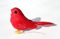 207796 Veren vogel rood